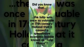 What this Flower had to do with The Blooming Economics of 17th-Century Holland 🌷💰 #economy #history