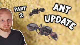 Messor barbarus Ant Colony (Part 2)