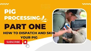 Pig Processing Part 1: Dispatch and Skinning