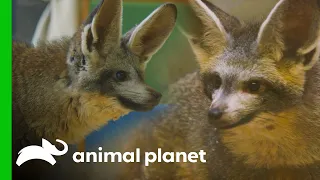 Edward, The Bat-eared Fox Becomes an Ambassador! | The Zoo