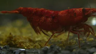 Neocaridina Shrimp (Cherry shrimp) Birth/Hatching