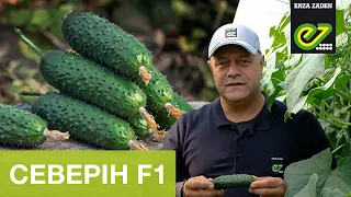 Северін F1 – ранньостиглий, високоврожайний та стресостійкий гібрид огірка.