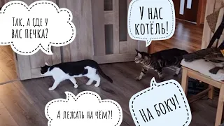 Кошка Морошка показывает коту Бонифацию свой дом, раз уж припёрся утром незванный