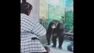обезьяна оказалась умнее людей