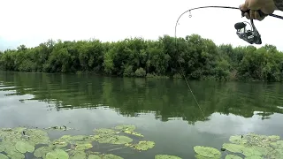 Bending in an arc! Bites one by one on ultralight. Pike, perch and asp