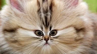 Самые смешные приколы с котами! ТОПовая подборка 2016.  Funny cats.