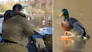 Birds in Action Photography - Ducks Slipping on Ice (Canon R6 & Canon EF 500mm f/4 Lens)