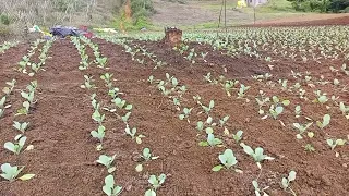 #UPLAND REPOLYO/CABBAGE FARMING PHILIPPINES | #CABBAGE PLANTS IN OUR BACKYARD IN THE MOUNTAIN