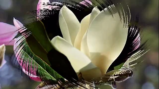 ЗАЧЕМ ТЫ СНИШЬСЯ исп. Наталия Муравьева МАГНОЛИИ (клип) Песни 60-70 годов о любви Ретро Magnolias