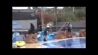 Sea lion show