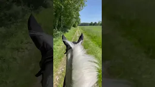 c'est l'anniversaire de mon poney 🥰 #equitation #cheval #horse #equestrian