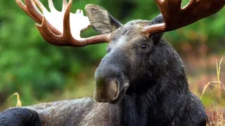 BRAVE WOMAN COOLS DOWN A HUGE MOOSE WITH THE HOSE! Wait For The Commentary! #wildlife #comedy