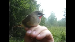 ловля  соловья -красношейки  Luscinia calliope