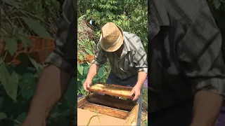 Пасічник з Полтавщини понад пів століття займається бджільництвом