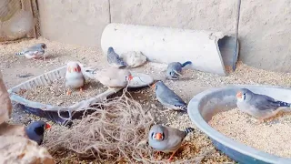 Finches building nest