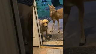 Dog brings home a friend