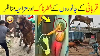 Top Eid-ul Adha Qurbani animals most Funny and Dangerous moments 2023