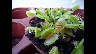 Цветок который ест мух Венерина Мухоловка ( Dionaea muscipula)