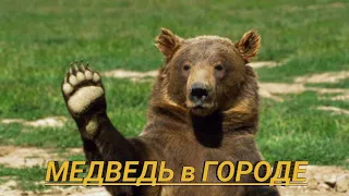 Чемпионат Мира по футболу в России. Россия - Саудовская Аравия. Медведь в городе.