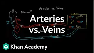 Arteries vs. veins-what's the difference? | Circulatory system physiology | NCLEX-RN | Khan Academy