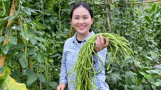 Freshly picked beans in the farmland, easy to make, fresh and green, so fragrant