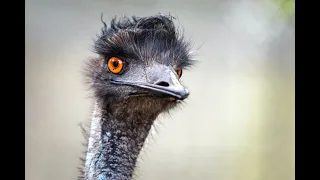 Emus: Australian Giants of the Flightless Birds - Discovering the Planet in FULL HD