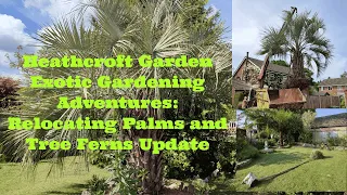 Heathcroft Garden, Exotic Adventures: Relocating Palms and Tree Ferns Update