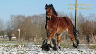 Gentil van de Vendoorn - Belgisch trekpaardhengst