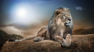 Дикая природа Ночь льва National Geographic Wild