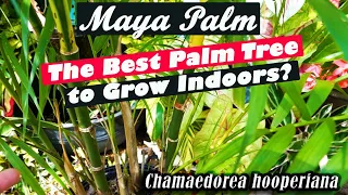 MAYA PALM! The Best Palm To Grow Indoors | How to Grow Chamaedorea hooperiana