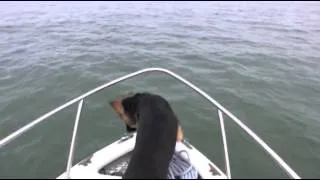 Dog Jumps On Dolphin