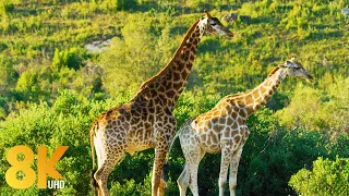 Дикая природа в 8K - Удивительные животные Африки (7 часов)