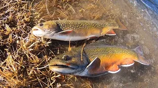 BROOK TROUT MADNESS!! Catch n’ Cook Over an Open Fire