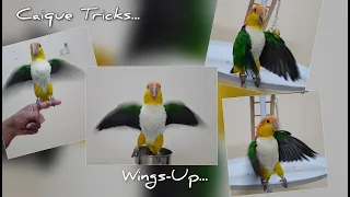 Caique Parrot Tricks | Wings Up Trick | Caique Learn Tricks fast | Birds Training | Funny Videos