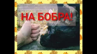 ОХОТА НА БОБРА!