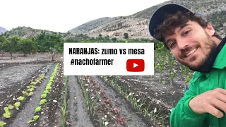 Naranjas Zumo vs Mesa ¿Qué debo elegir?