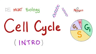 Cell Cycle | Biology MCAT