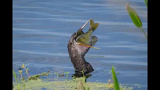 Sweetwater Wetlands Park 7-7-2023