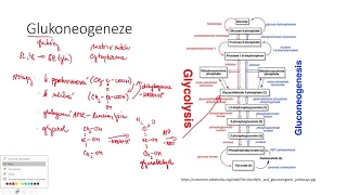 Glukoneogeneze a Coriho cyklus