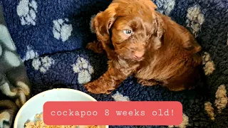 BRINGING HOME OUR 8 WEEK OLD COCKAPOO PUPPY!