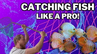 HOW TO: Catch and Bag aquarium fish. Quick, Easy and Stress free!