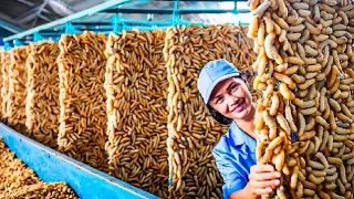 How Japan grows a million silkworms! 😱 Silk industry in Japan