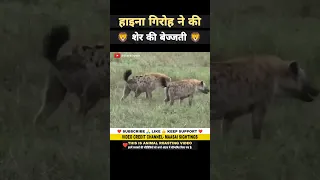 हाइना ने की शेर की गज़ब बेज्जती 😂 । animal shorts । #shorts #ytshorts