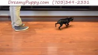 Dreamy Puppy - Miniature Pinscher Boy