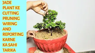 JADE PLANT KE CUTTING PRUNING WIRING AND REPORTING KARNE KA SAHI TARIKA  //  BONSAI THE ART 🏝