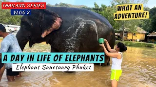 A Day In Life Of Elephants | Phuket Elephant Sanctuary| Mud Bath With Elephants | Phuket Series Ep 2