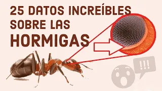 TOP 25 curiosidades sobre las hormigas, datos que seguramente no sabias