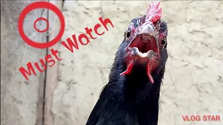 Rooster VS Hen | Village Animals |
