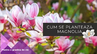 Cum se planteaza Magnolia