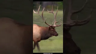 Awesome Elk Bull Asserting His Dominance during the Rut